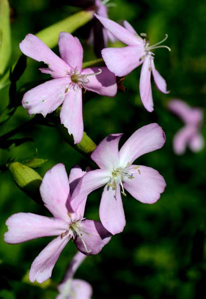 Saponaria officinalis / Saponaria comune