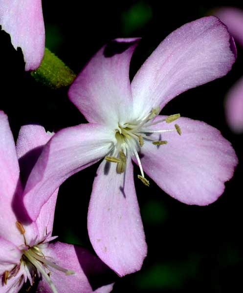 Saponaria officinalis / Saponaria comune