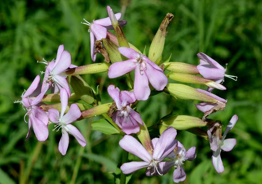 Saponaria officinalis / Saponaria comune