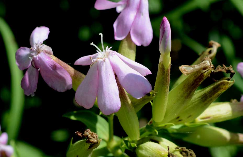 Saponaria officinalis / Saponaria comune