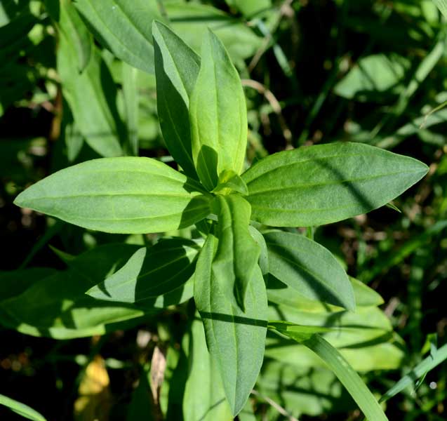 Saponaria officinalis / Saponaria comune