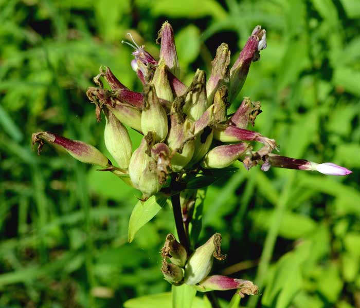Saponaria officinalis / Saponaria comune