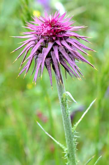 Una spinosa bella - Carduus nutans