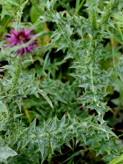 Una spinosa bella - Carduus nutans