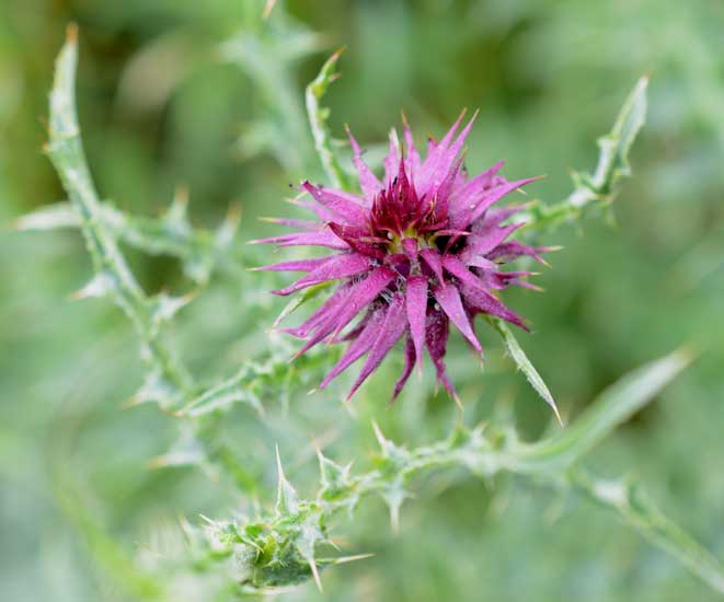 Una spinosa bella - Carduus nutans
