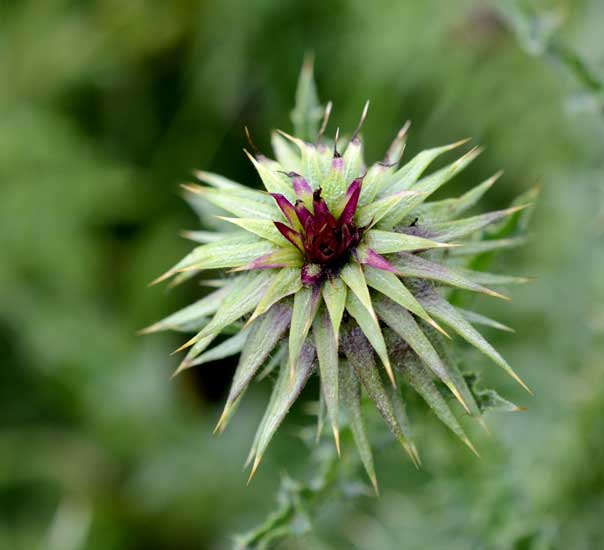 Una spinosa bella - Carduus nutans