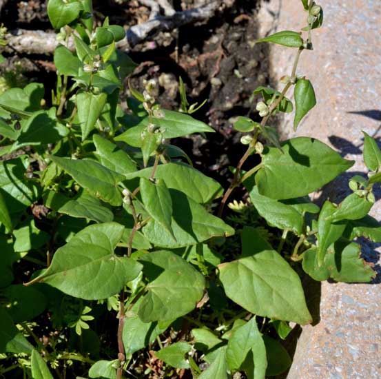 Fallopia convolvulus / Poligono convolvolo