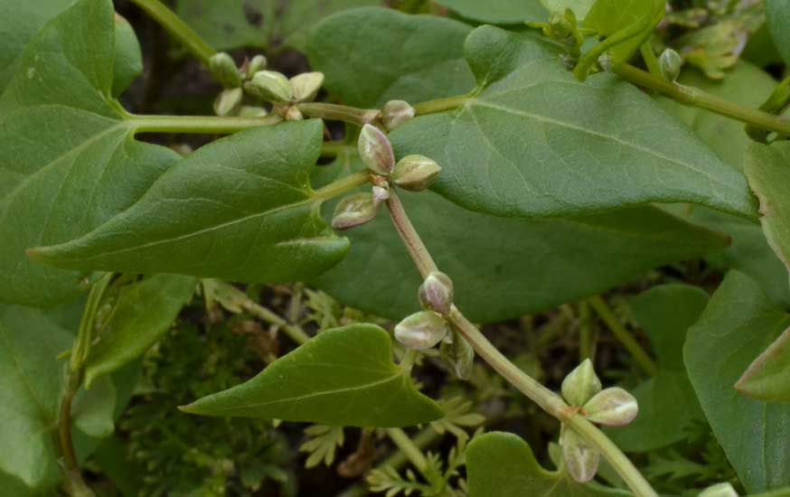 Fallopia convolvulus / Poligono convolvolo