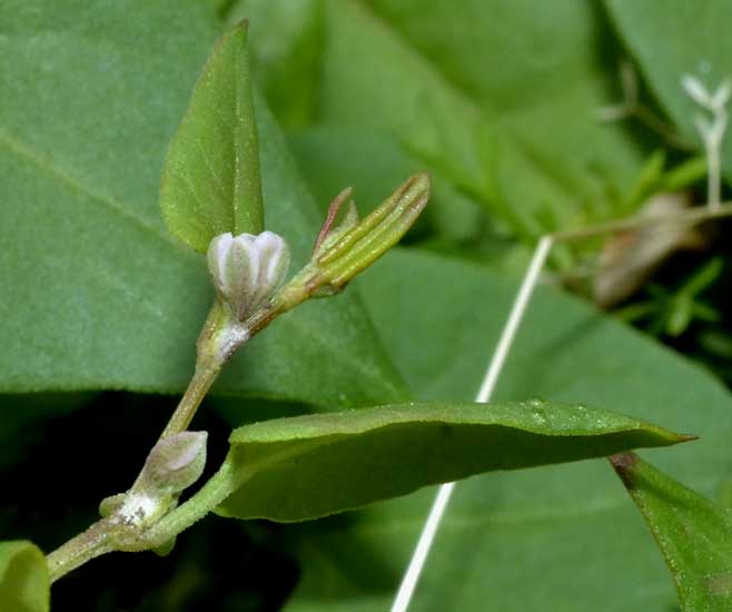 Fallopia convolvulus / Poligono convolvolo