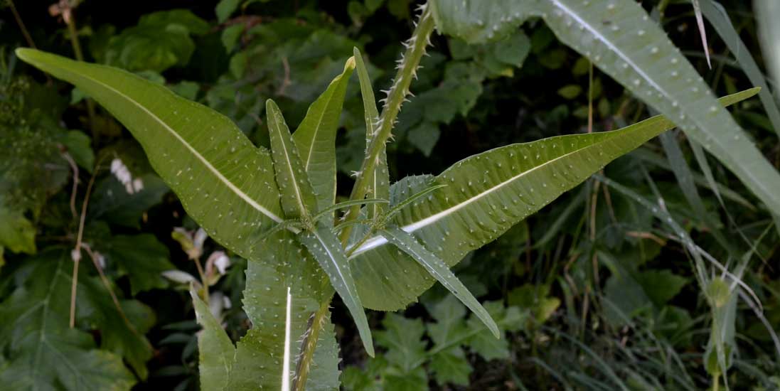 Dipsacus fullonum / Cardo dei lanaioli