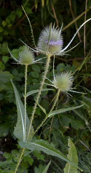 Dipsacus fullonum / Cardo dei lanaioli