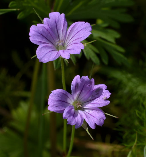 Geranium columbinum e G. robertianum