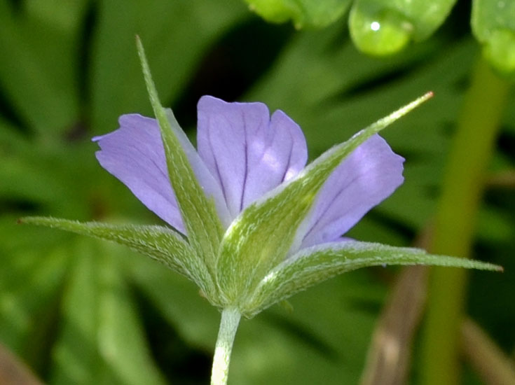 Geranium columbinum e G. robertianum