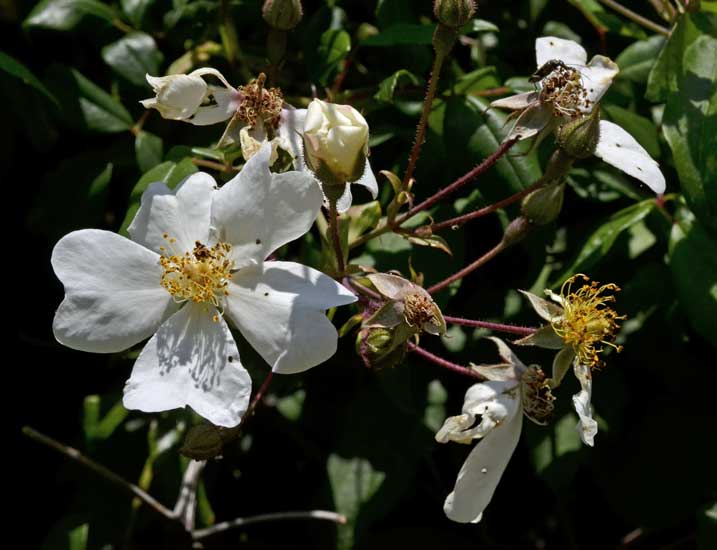 Rosa sempervirens / Rosa di S. Giovanni