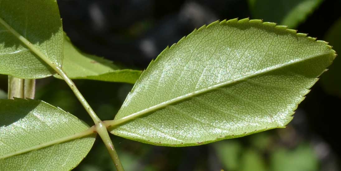 Rosa sempervirens / Rosa di S. Giovanni