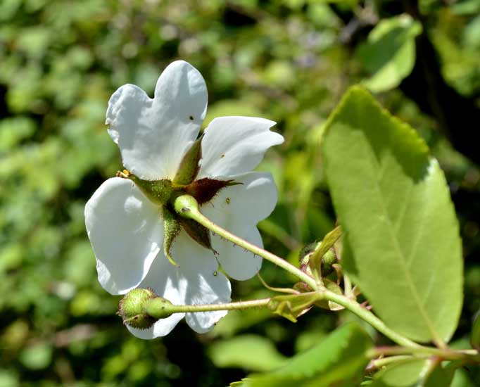 Rosa sempervirens / Rosa di S. Giovanni