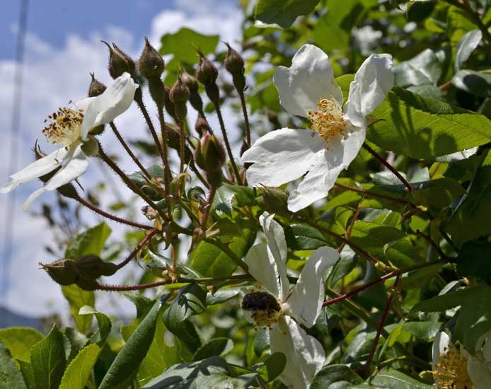 Rosa sempervirens / Rosa di S. Giovanni