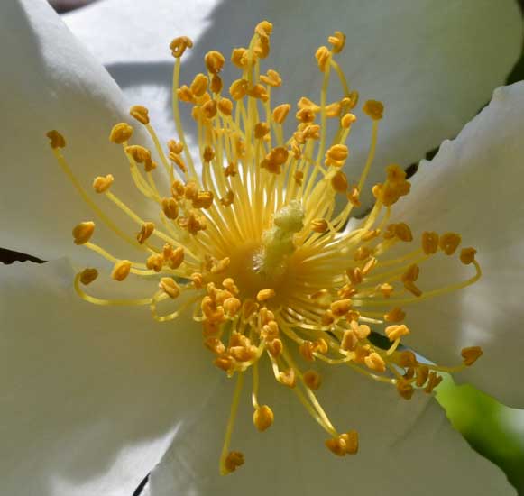 Rosa sempervirens / Rosa di S. Giovanni