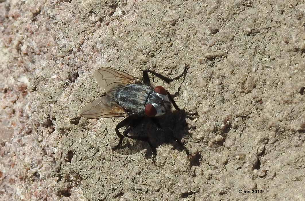 Tachinidae?   No, Sarcophagidae:  Wohlfahrtia sp., femmina
