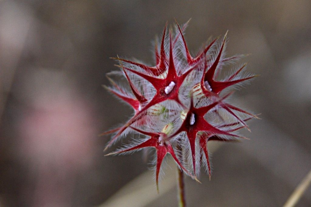 Trifolium stellatum / Trifoglio stellato
