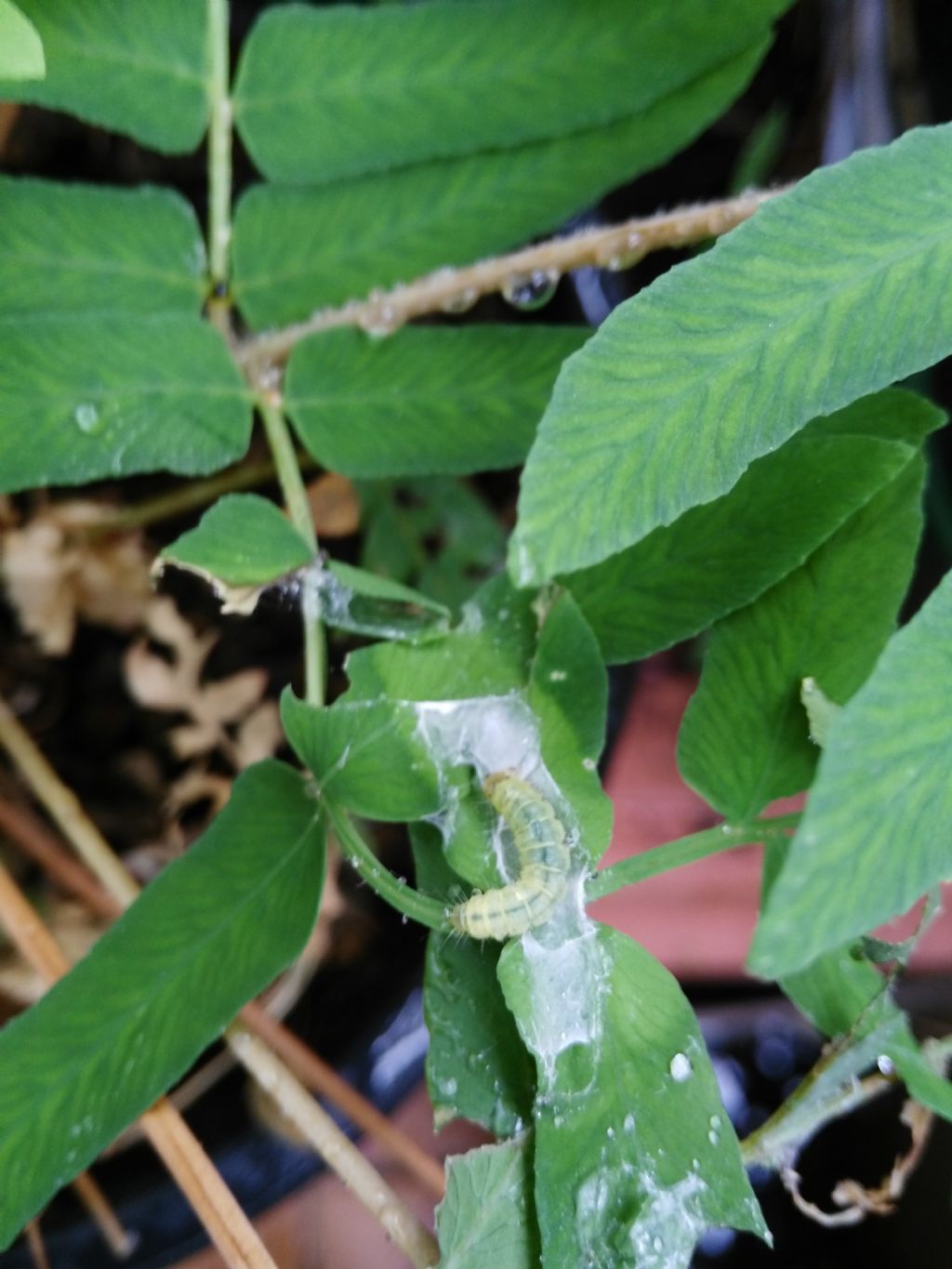 Bruchi predatori di Felci
