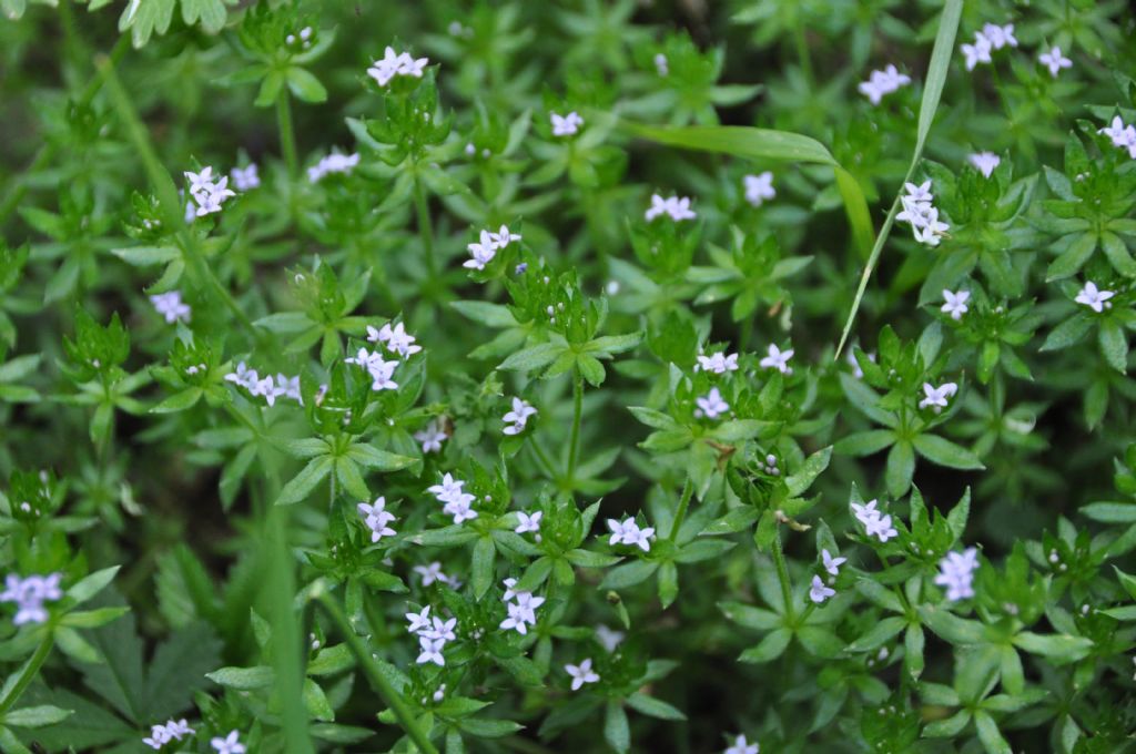 Sherardia arvensis  (Rubiaceae)