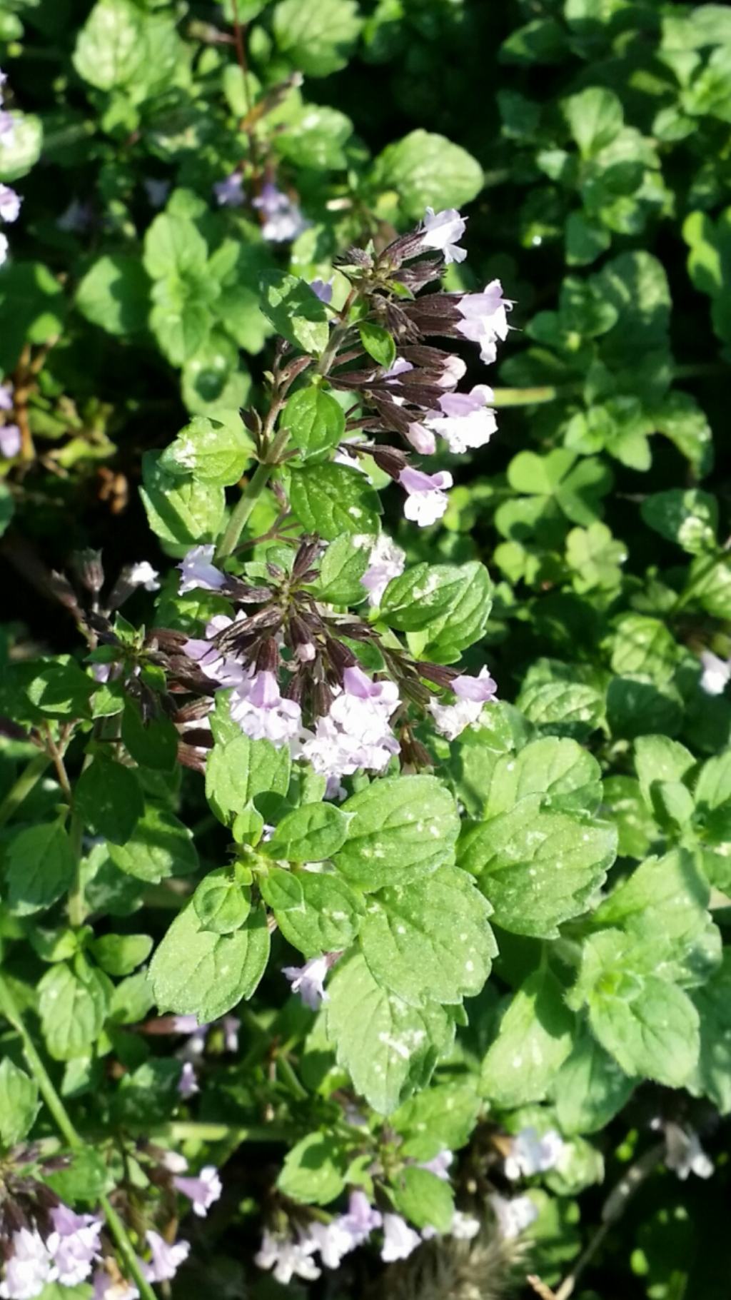 Clinopodium nepeta (L.) Kuntze (Lamiaceae)
