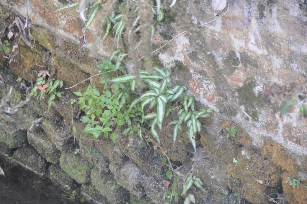 cfr. Pteris cretica L. var. albolineata