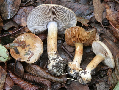 2) Fotogr. il 7.02.2014.sotto macchia Mediterranea