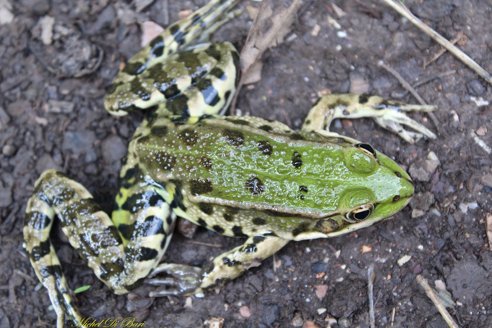 Quale rana? Pelophylax sp. (Gargano)