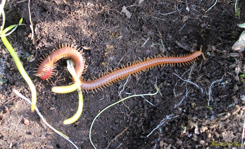 Scolopendra? No. Probabile Himantarium gabrielis