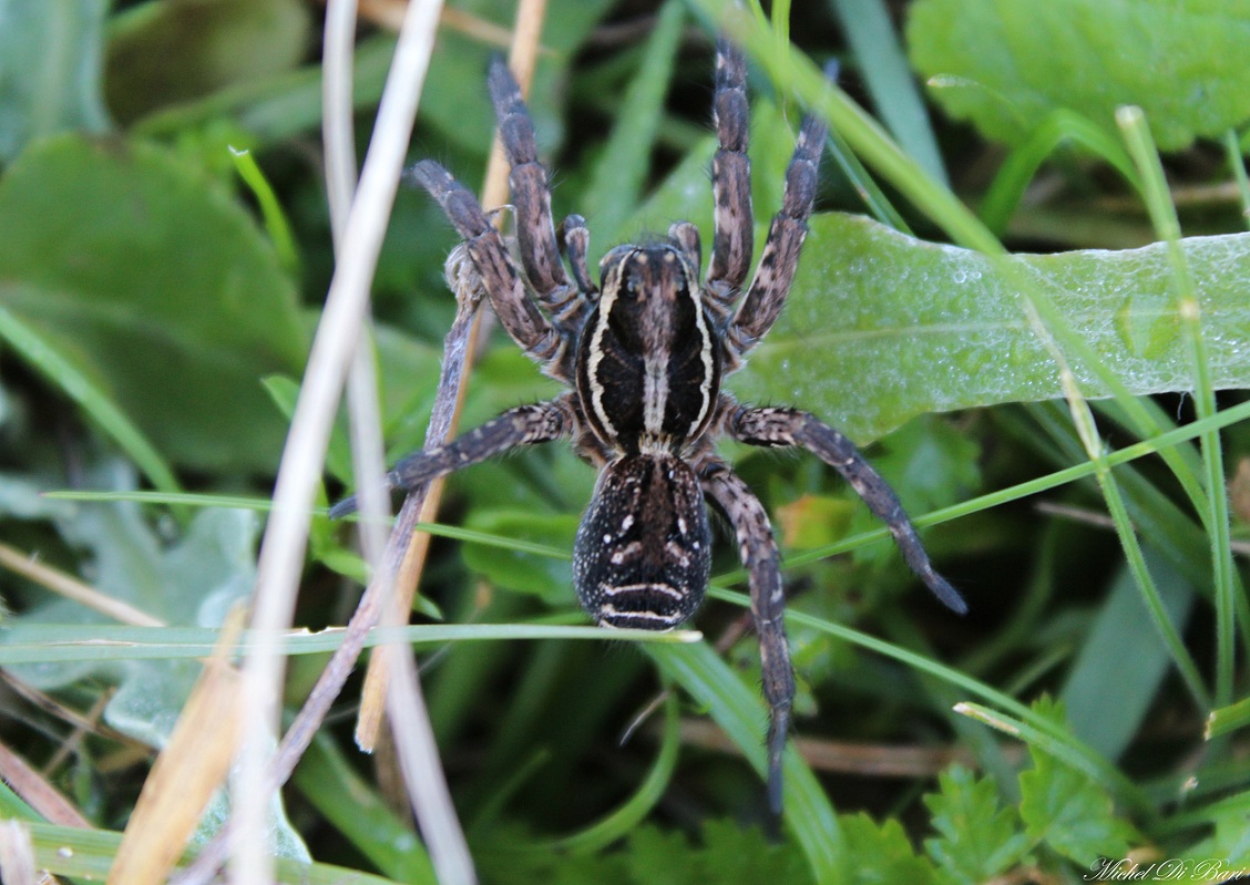 Lycosa tarantula - San Giovanni Rotondo (FG)