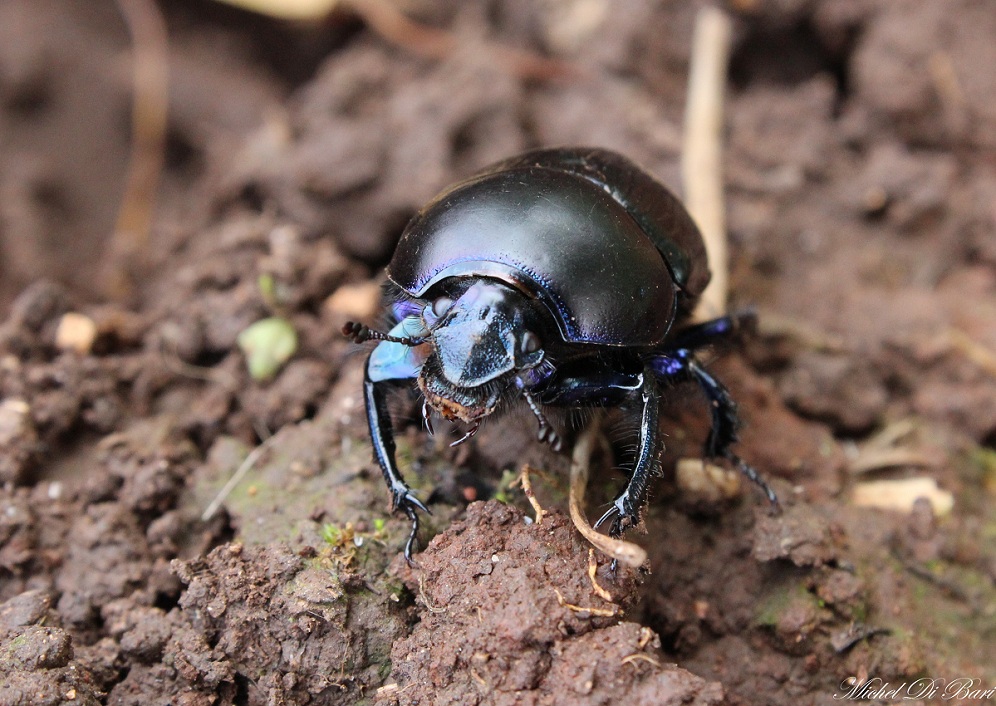 Geotrupes (s.s.) sp., Geotrupidae