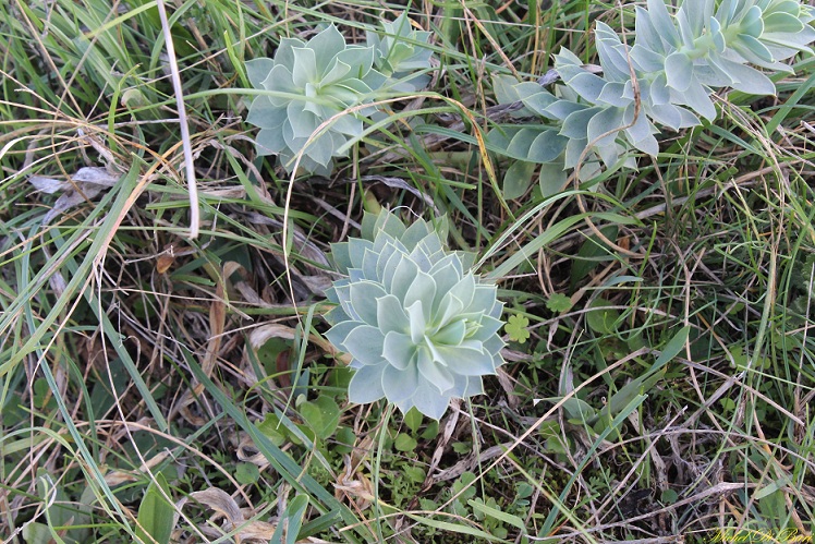 Euphorbia myrsinites