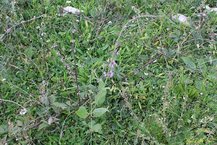 Salvia haematodes