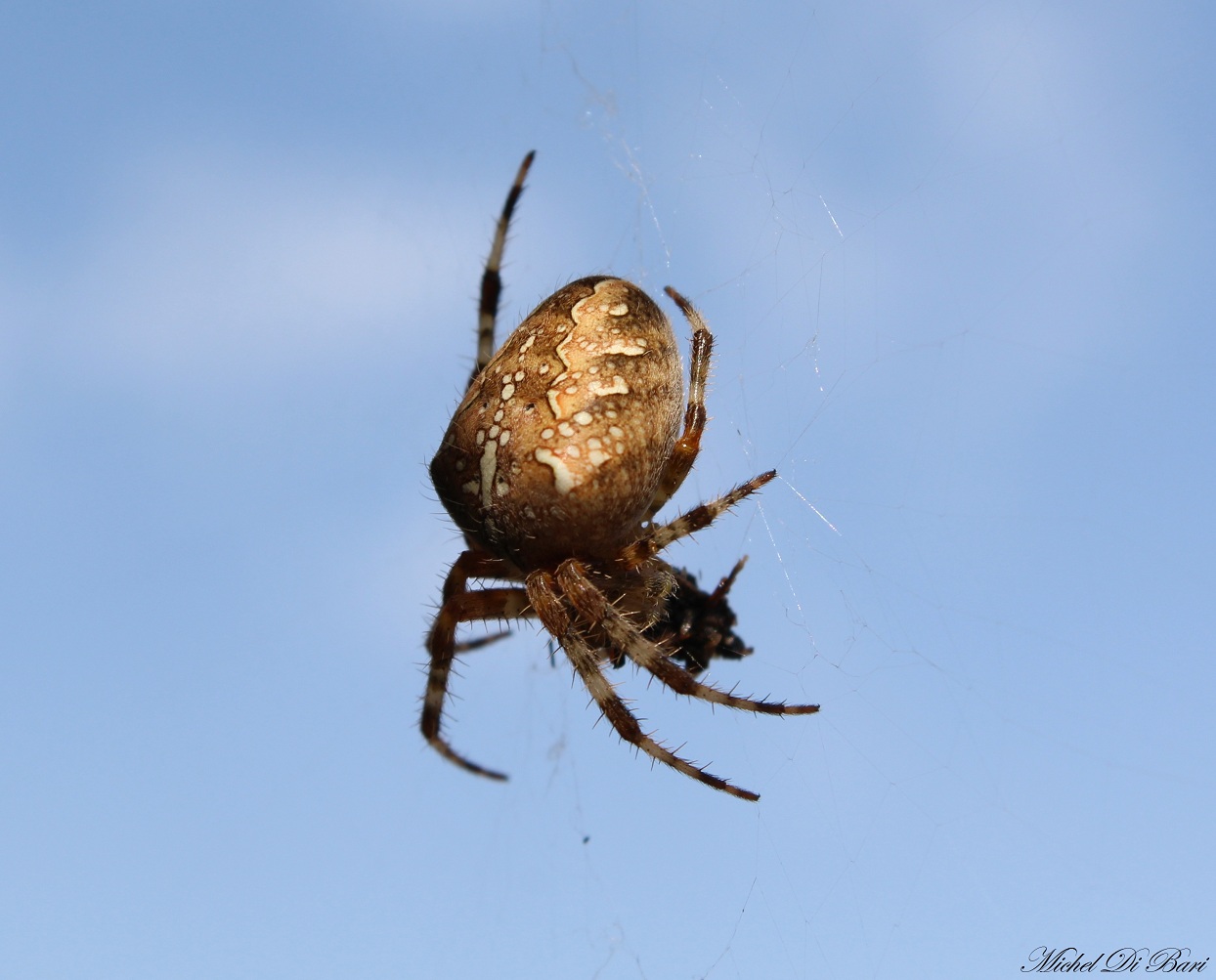 Araneus diadematus - Monte Sacro, Gargano (FG)