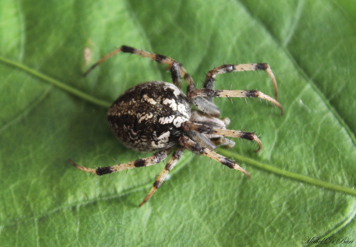 Neoscona byzanthina - Manfredonia (FG)