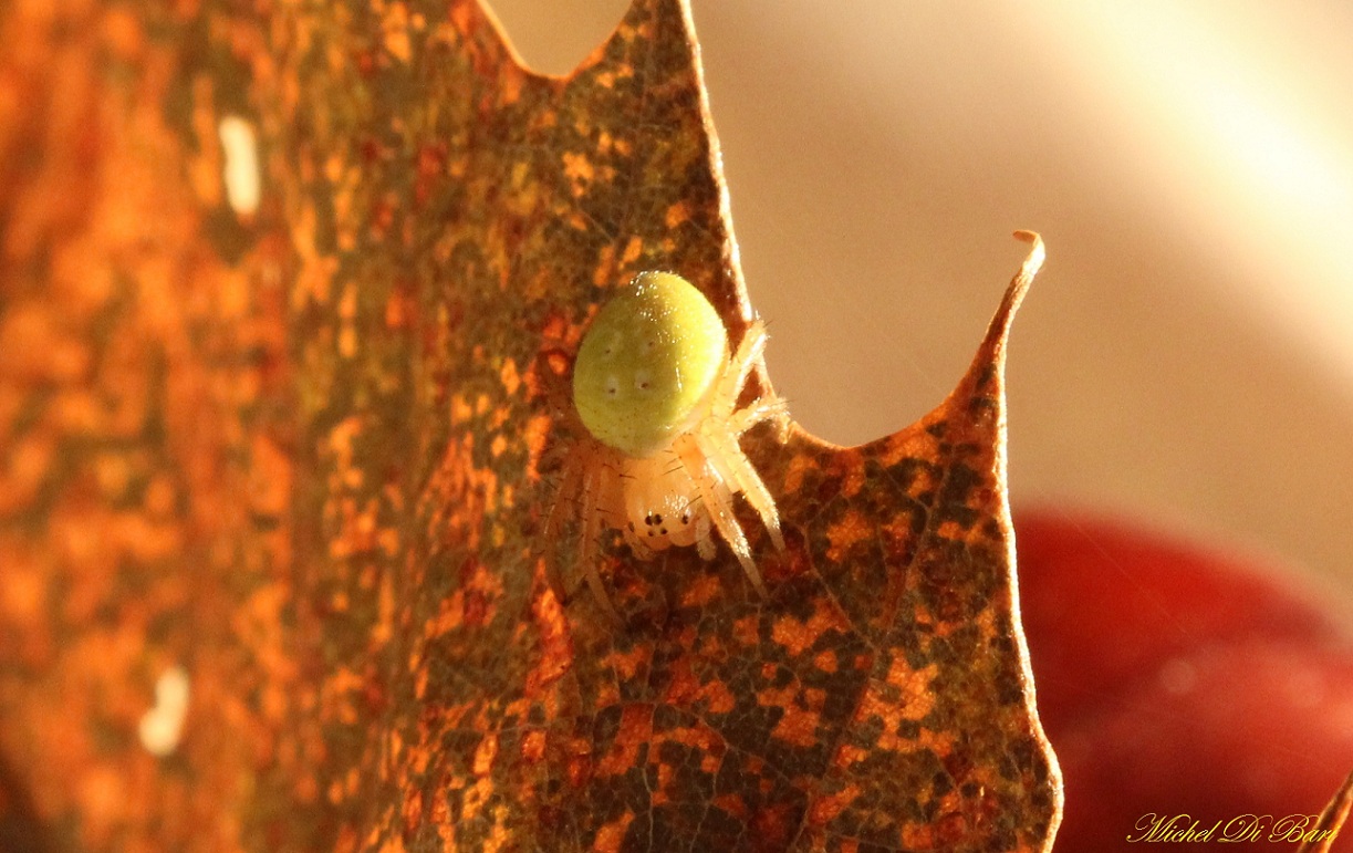 Araniella cf. incospicua - San Giovanni Rotondo (FG)