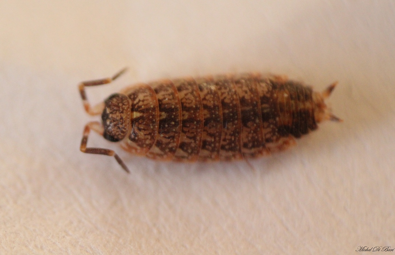 Piccolo isopode da ID