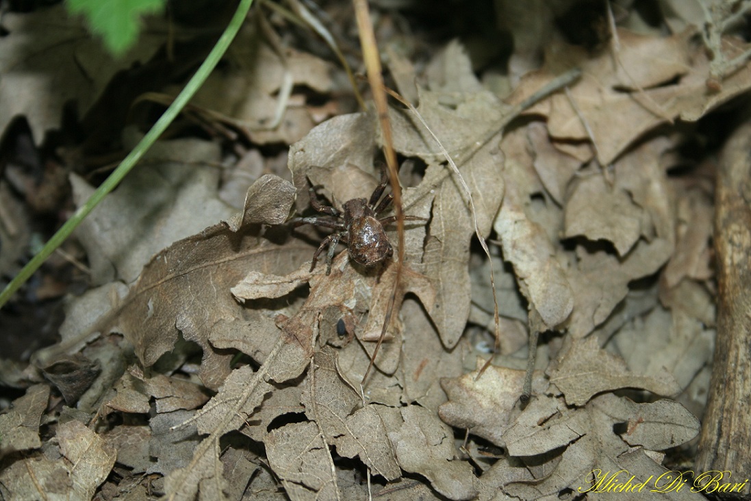 Xysticus sp. - Monte Calvo, Gargano