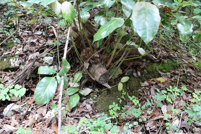 Viburnum tinus