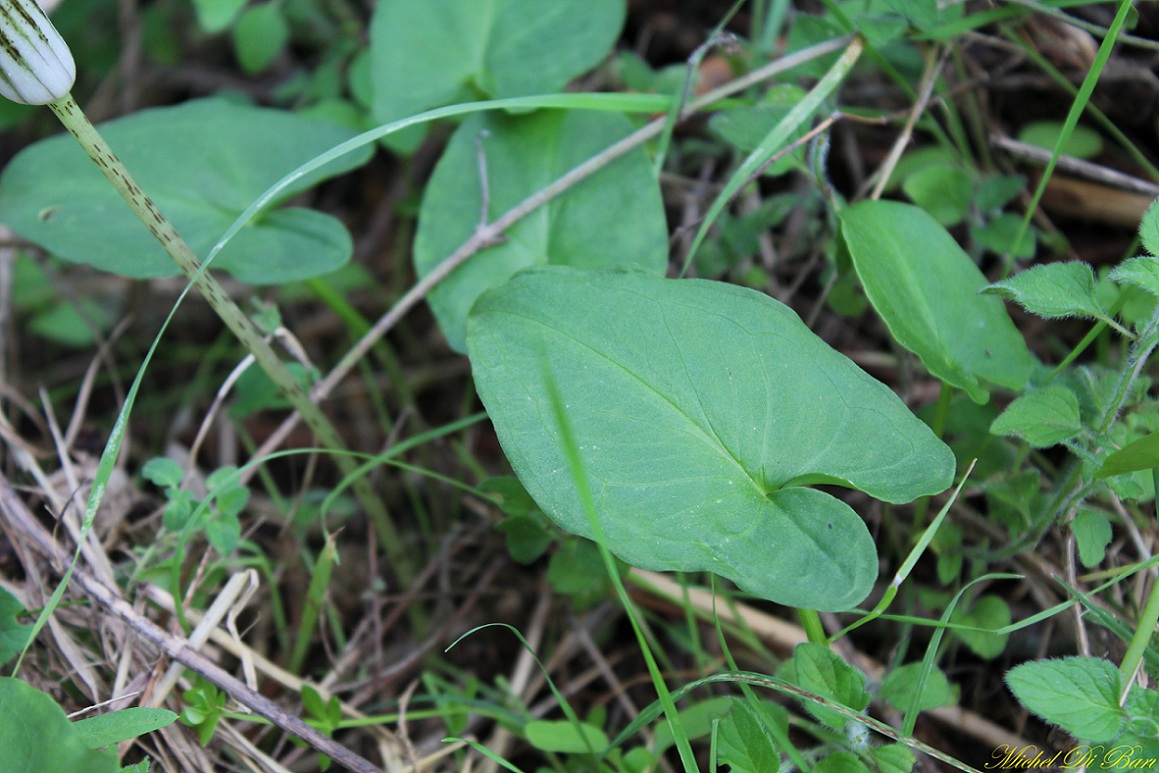 Arisarum vulgare