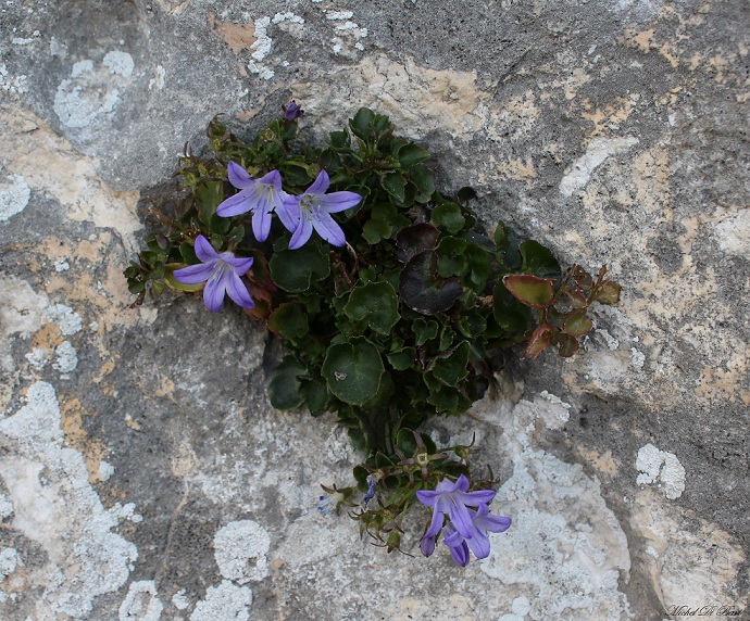 Campanula garganica / Campanula del Gargano
