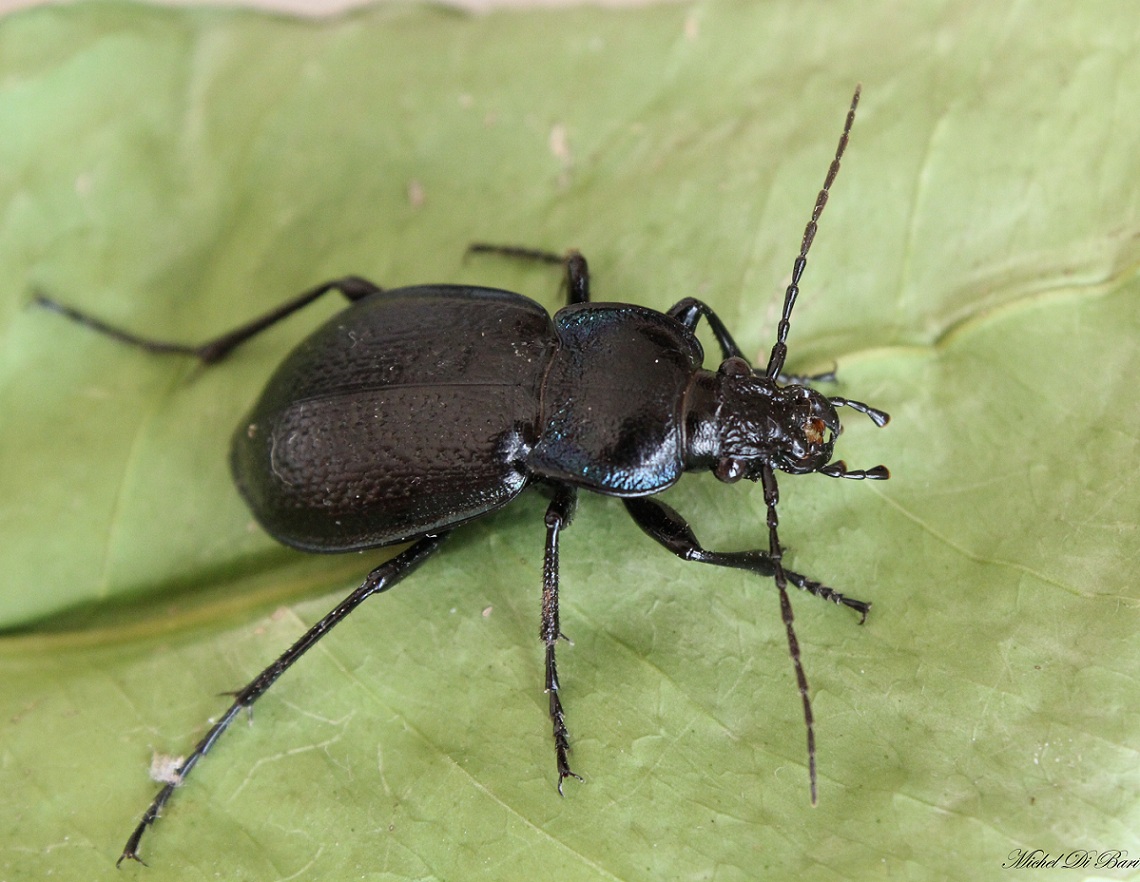 Carabus (Archicarabus) rossii Dejean