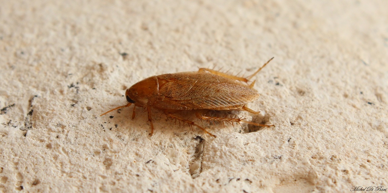 Ectobius sp.