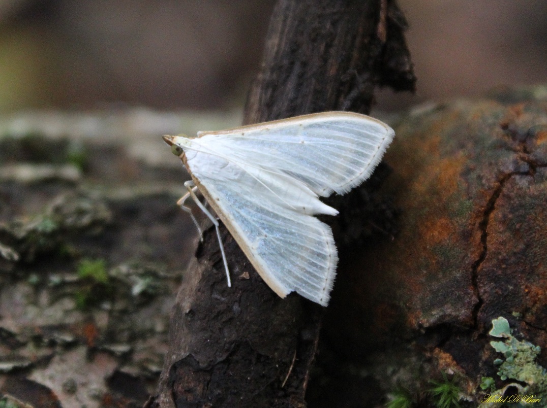 lepidoptera da Id
