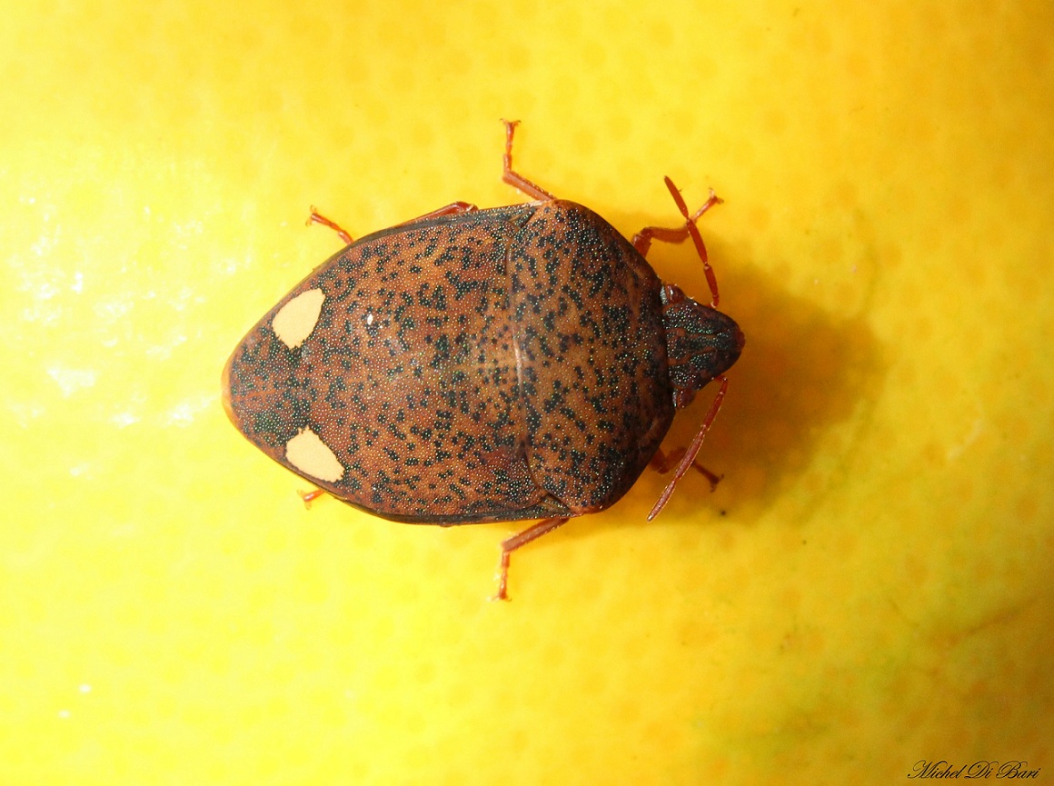 Scutelleridae: Solenosthedium bilunatum delle Puglie.
