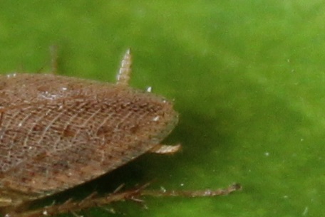 Ectobius sp.