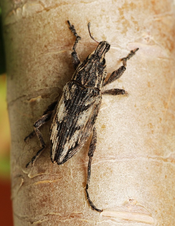 Conocleonus pseudobliquus, Curculionidae