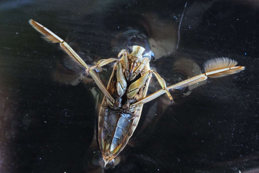 Notonectidae: Notonecta maculata maculata